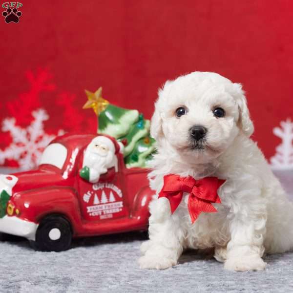 Frosty, Bichon Frise Puppy